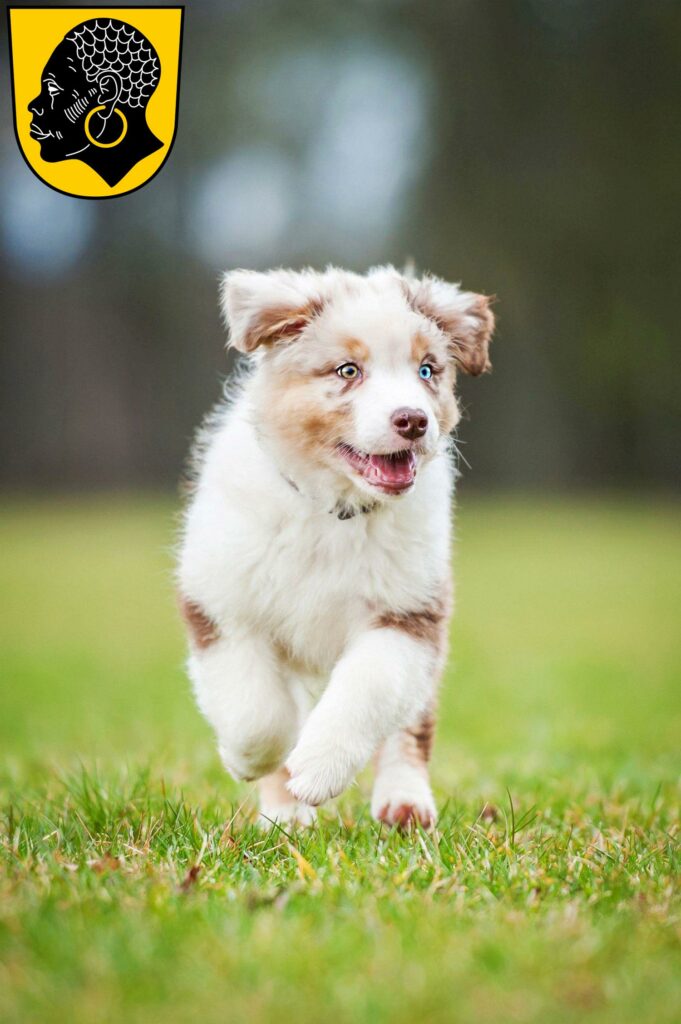Australian Shepherd Züchter mit Welpen Coburg, Bayern