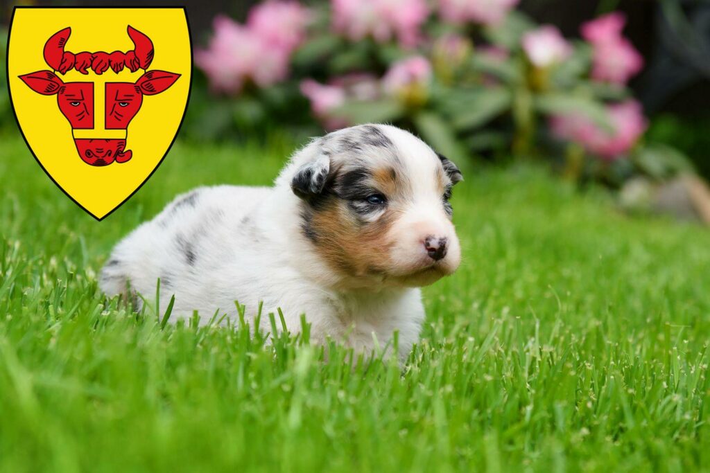 Australian Shepherd Züchter mit Welpen Coesfeld, Nordrhein-Westfalen