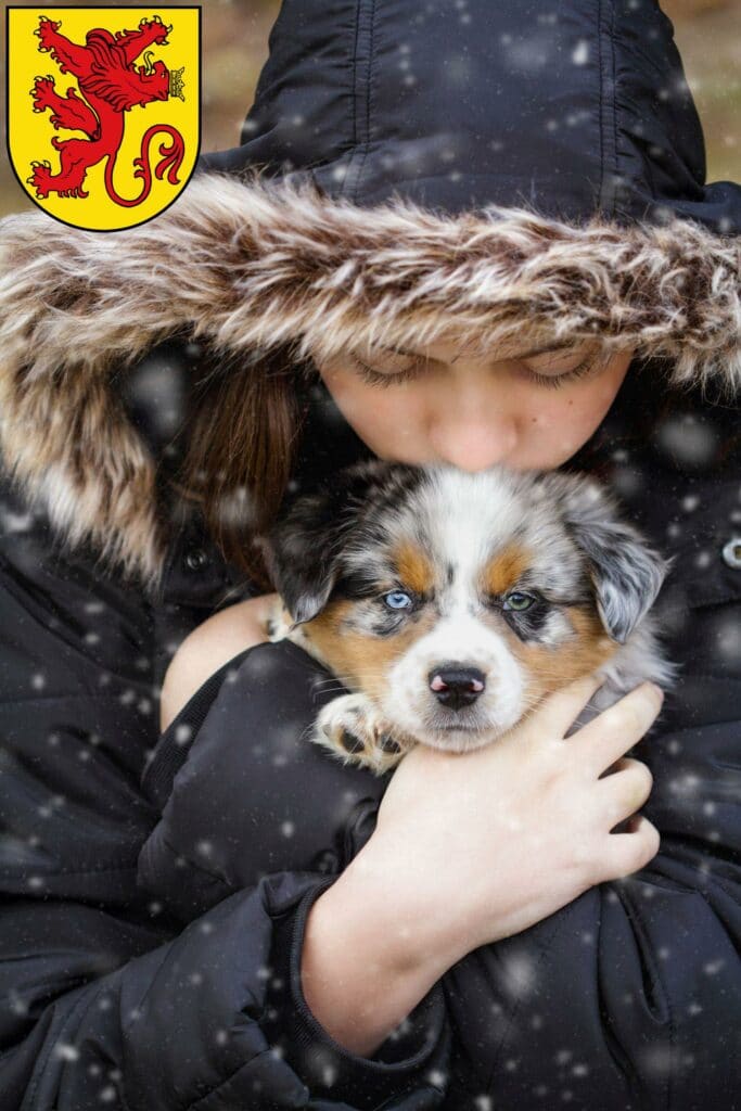 Australian Shepherd Züchter mit Welpen Diepholz, Niedersachsen