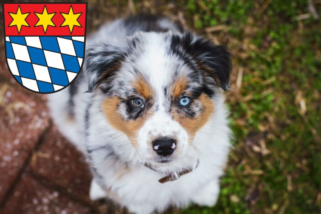 Australian Shepherd Züchter mit Welpen Dingolfing, Bayern