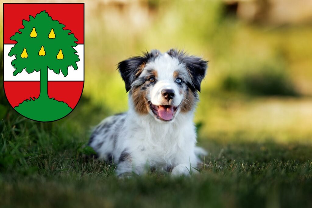 Australian Shepherd Züchter mit Welpen Dornbirn, Österreich