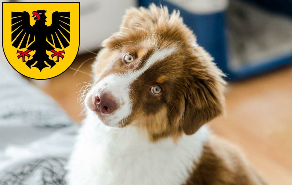 Australian Shepherd Züchter mit Welpen Dortmund, Nordrhein-Westfalen