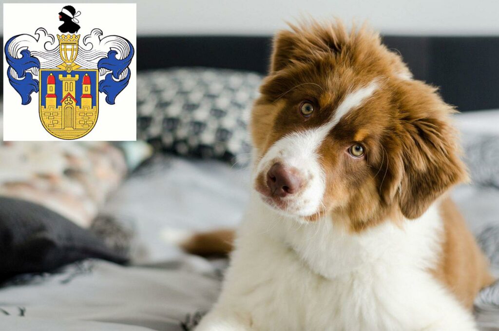 Australian Shepherd Züchter mit Welpen Eisenberg (Thüringen), Thüringen