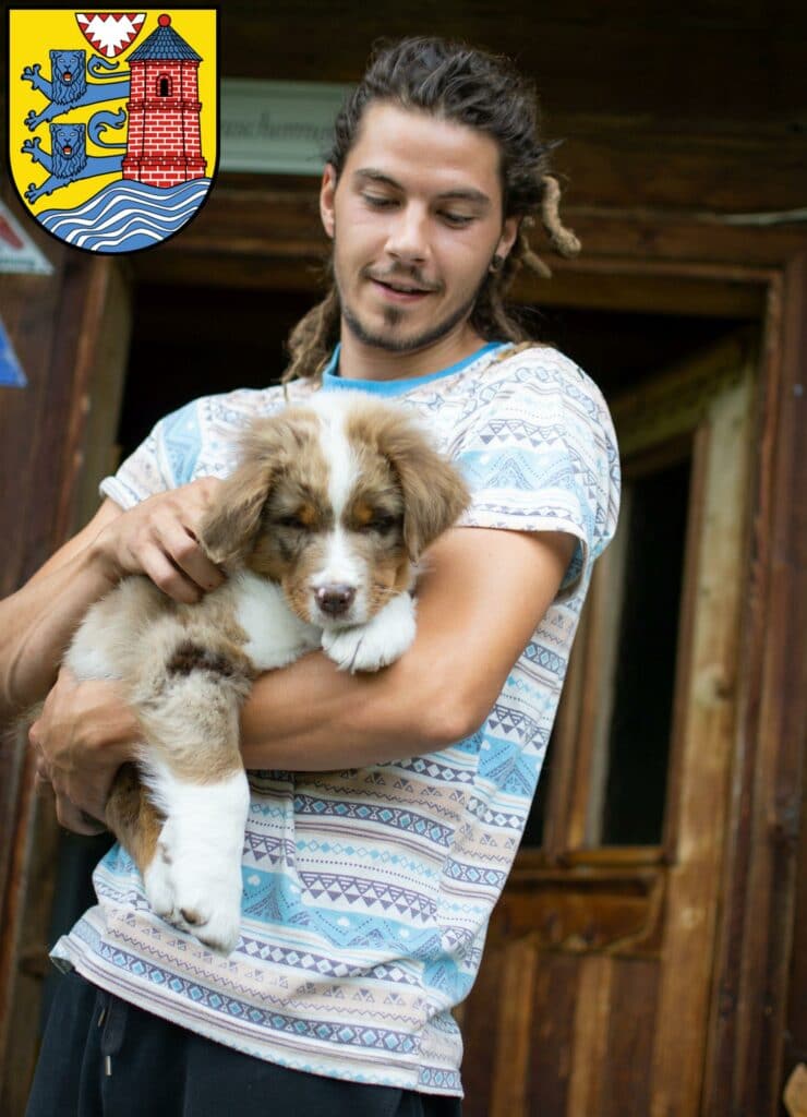 Australian Shepherd Züchter mit Welpen Flensburg, Schleswig-Holstein