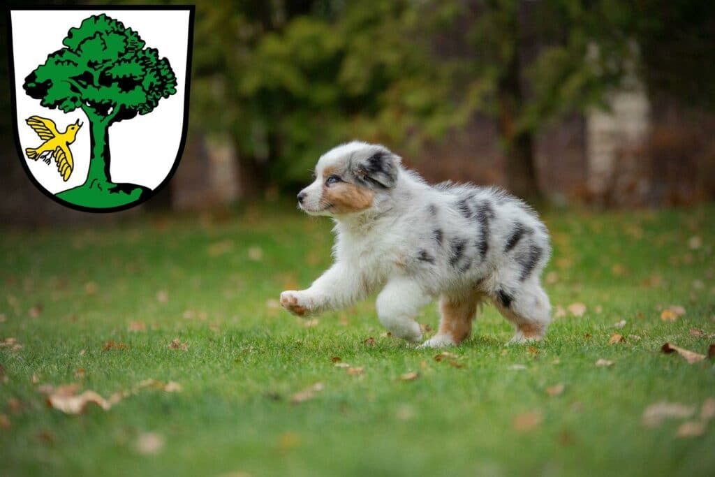 Australian Shepherd Züchter mit Welpen Freyung, Bayern