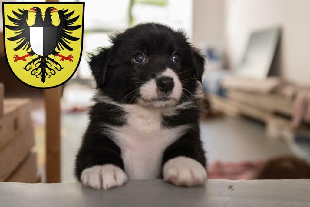 Australian Shepherd Züchter mit Welpen Friedberg (Hessen), Hessen