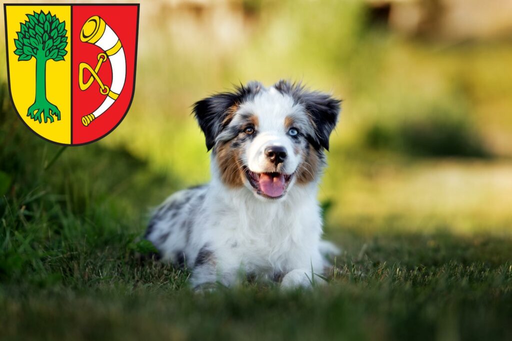 Australian Shepherd Züchter mit Welpen Friedrichshafen, Baden-Württemberg