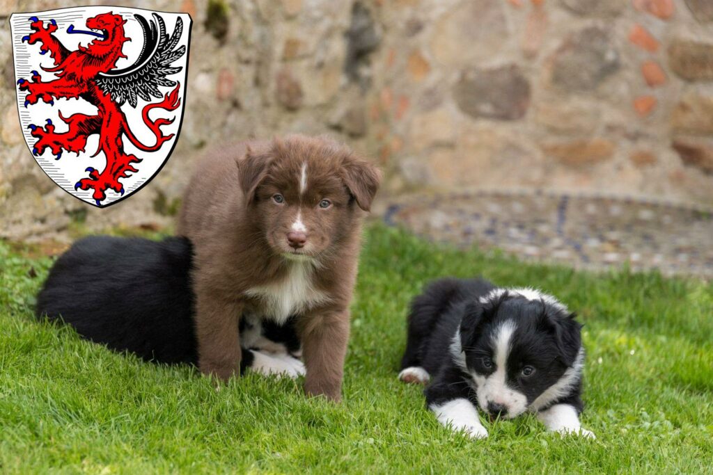 Australian Shepherd Züchter mit Welpen Gießen, Hessen