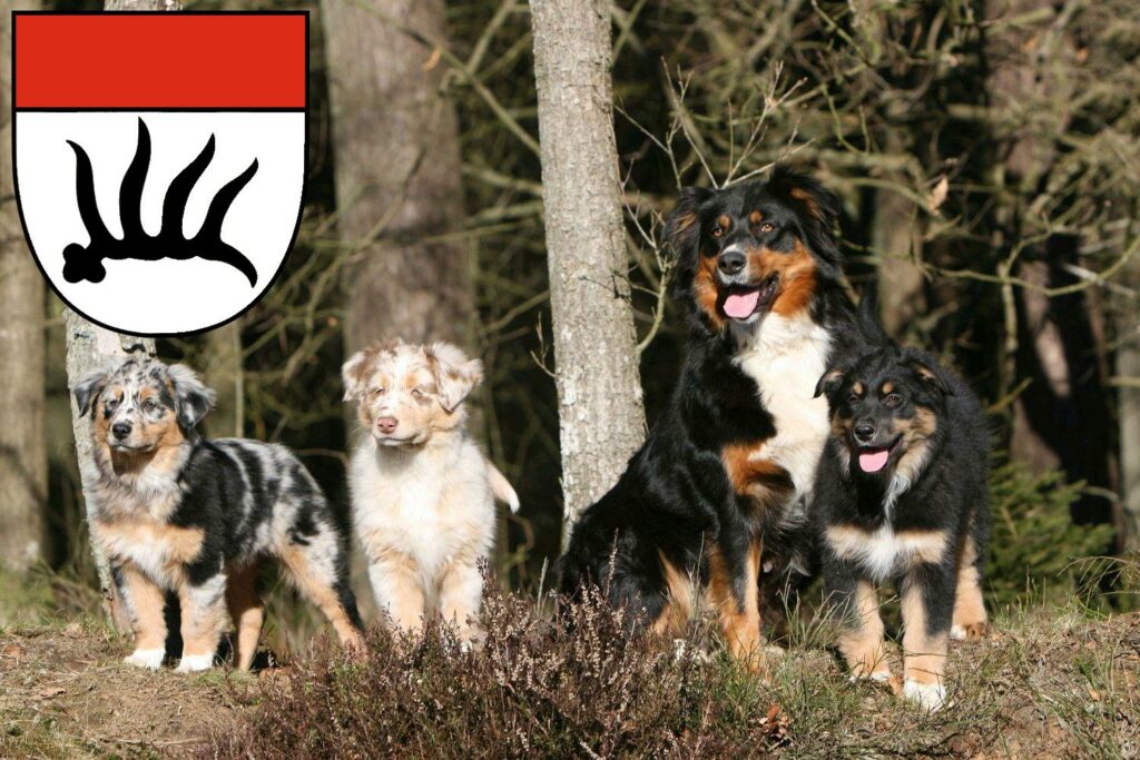 Australian Shepherd Züchter mit Welpen Göppingen, Baden-Württemberg