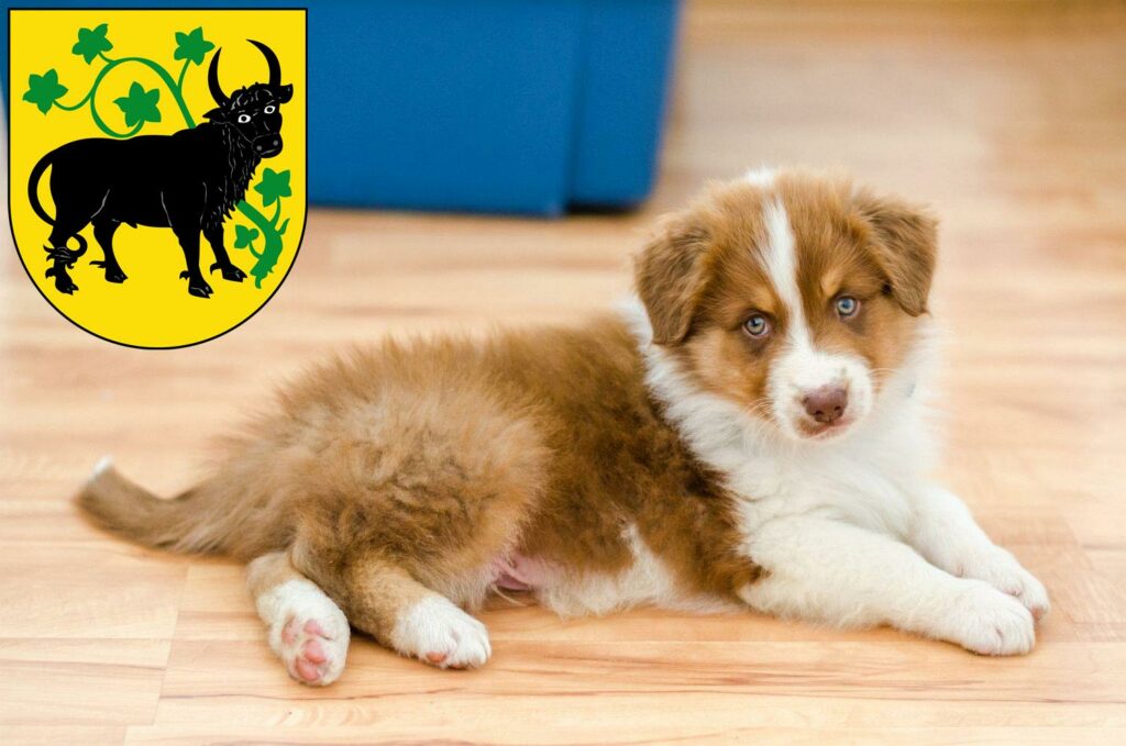 Australian Shepherd Züchter mit Welpen Güstrow, Mecklenburg-Vorpommern