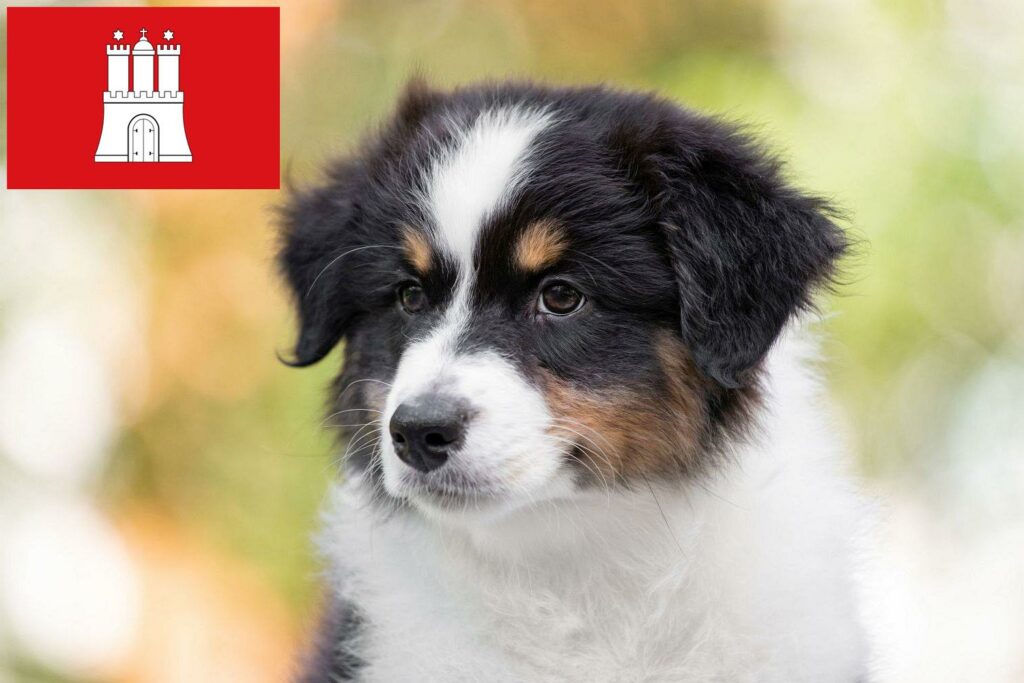 Australian Shepherd Züchter mit Welpen Hamburg, Hamburg