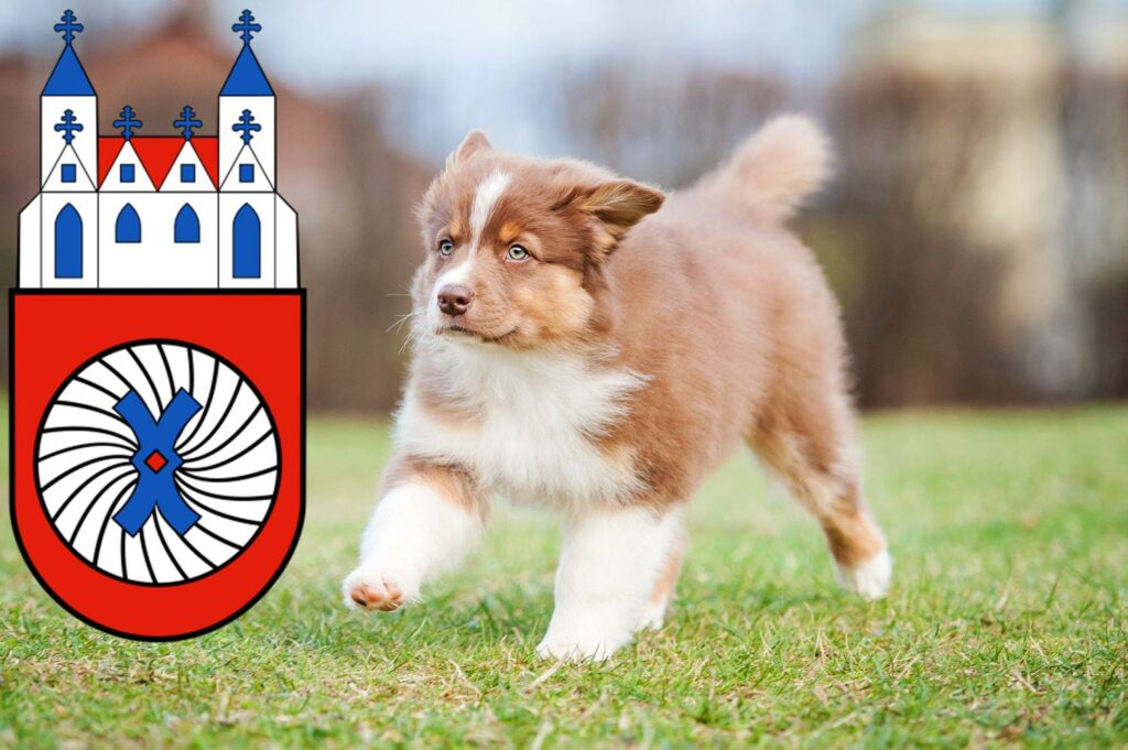 Australian Shepherd Züchter mit Welpen Hameln, Niedersachsen