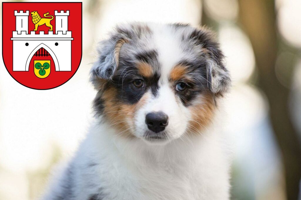 Australian Shepherd Züchter mit Welpen Hannover, Niedersachsen