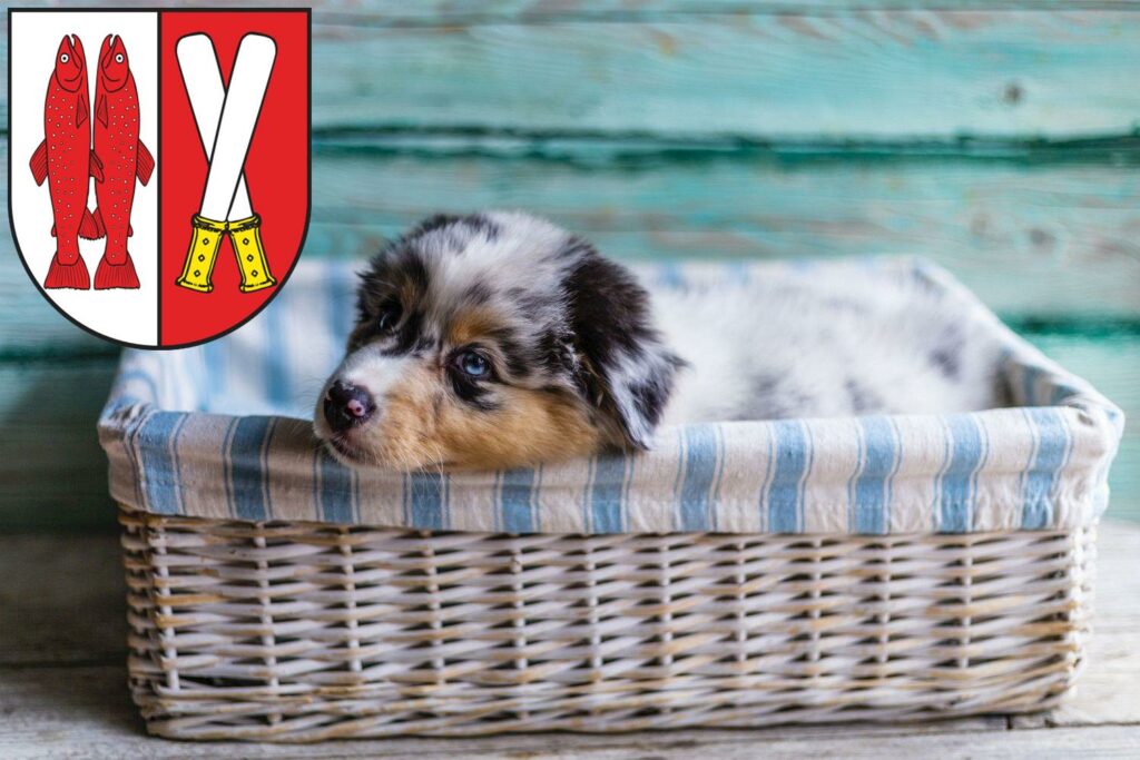 Australian Shepherd Züchter mit Welpen Harz, Sachsen-Anhalt