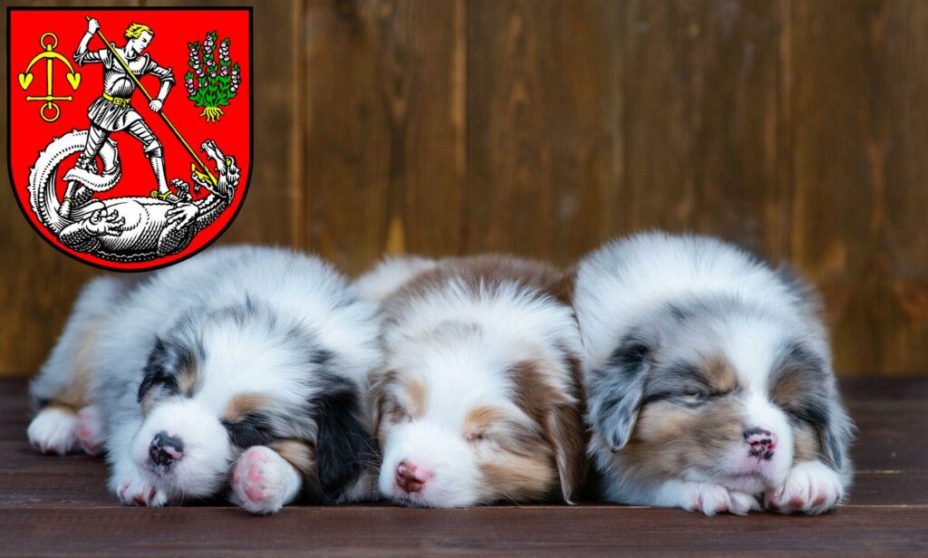 Australian Shepherd Züchter mit Welpen Heide (Holstein), Schleswig-Holstein
