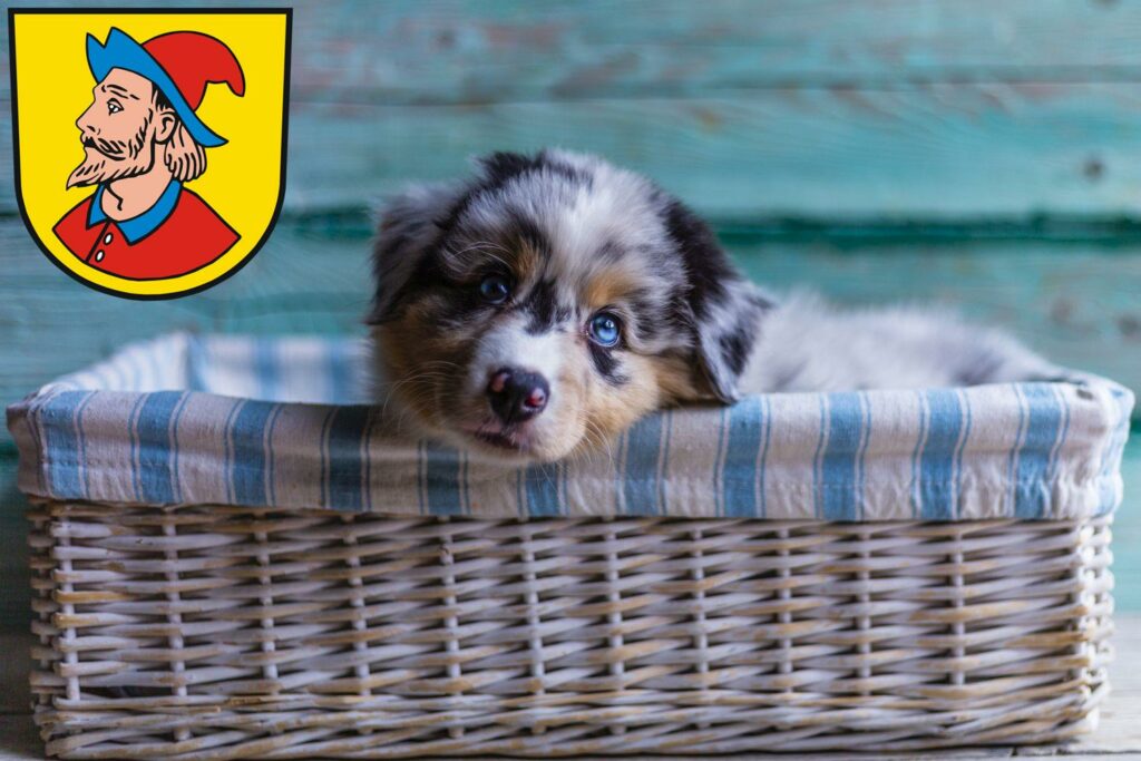 Australian Shepherd Züchter mit Welpen Heidenheim an der Brenz, Baden-Württemberg