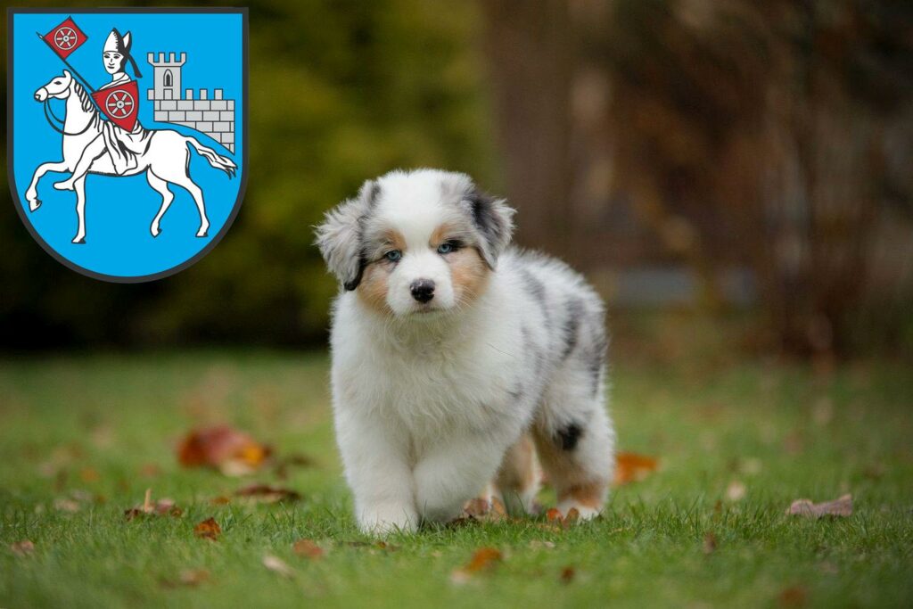 Australian Shepherd Züchter mit Welpen Heilbad Heiligenstadt, Thüringen