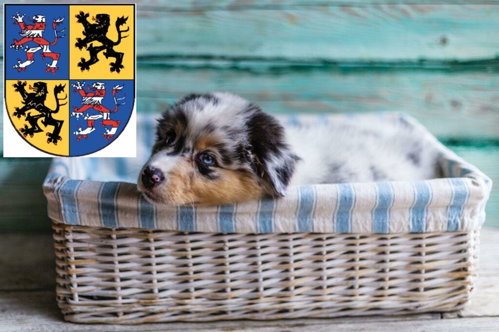 Australian Shepherd Züchter mit Welpen Hildburghausen, Thüringen