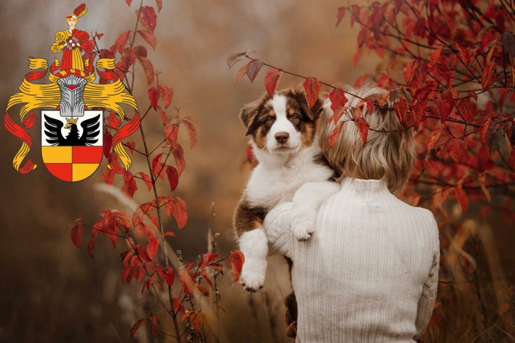 Australian Shepherd Züchter mit Welpen Hildesheim, Niedersachsen