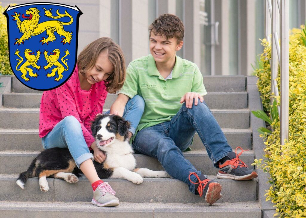 Australian Shepherd Züchter mit Welpen Homberg (Efze), Hessen
