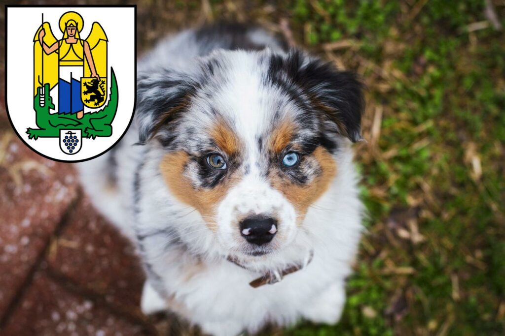 Australian Shepherd Züchter mit Welpen Jena, Thüringen