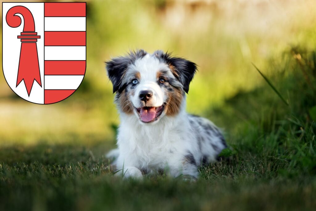 Australian Shepherd Züchter mit Welpen Jura, Schweiz