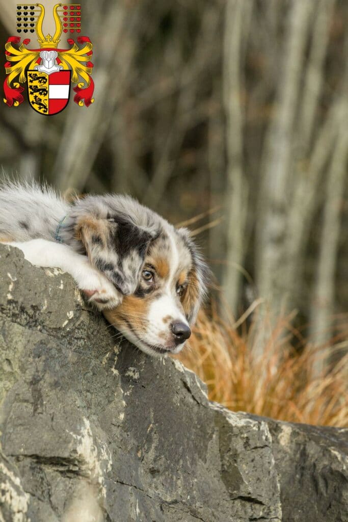 Australian Shepherd Züchter mit Welpen Kärnten, Österreich