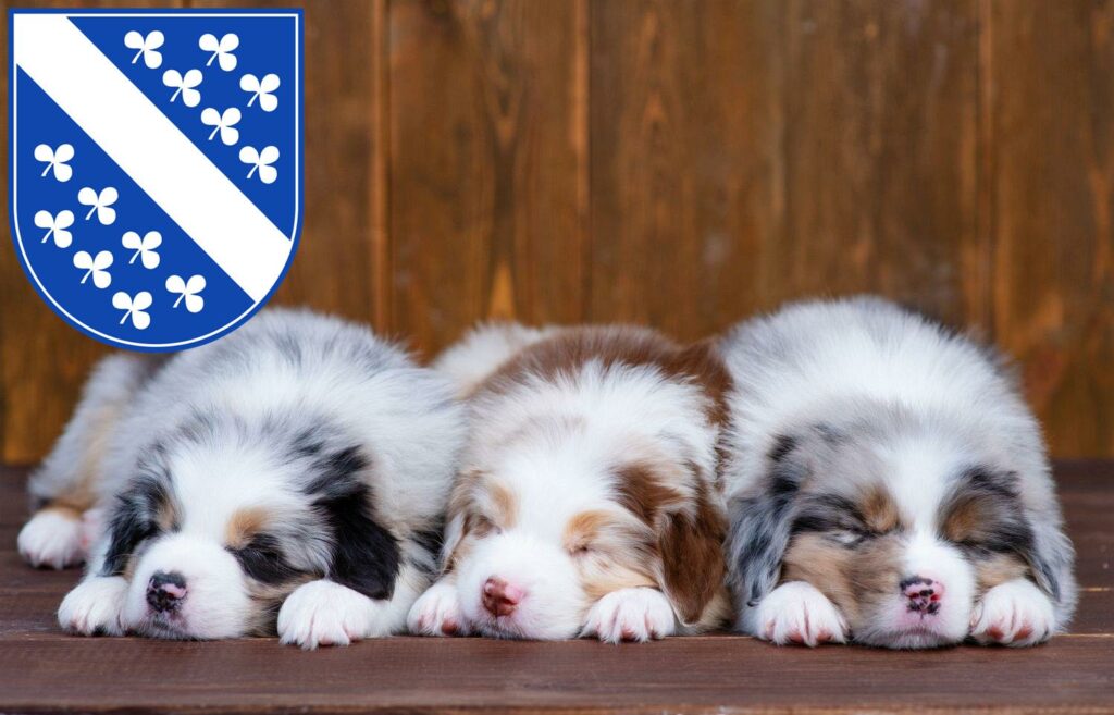 Australian Shepherd Züchter mit Welpen Kassel, Hessen