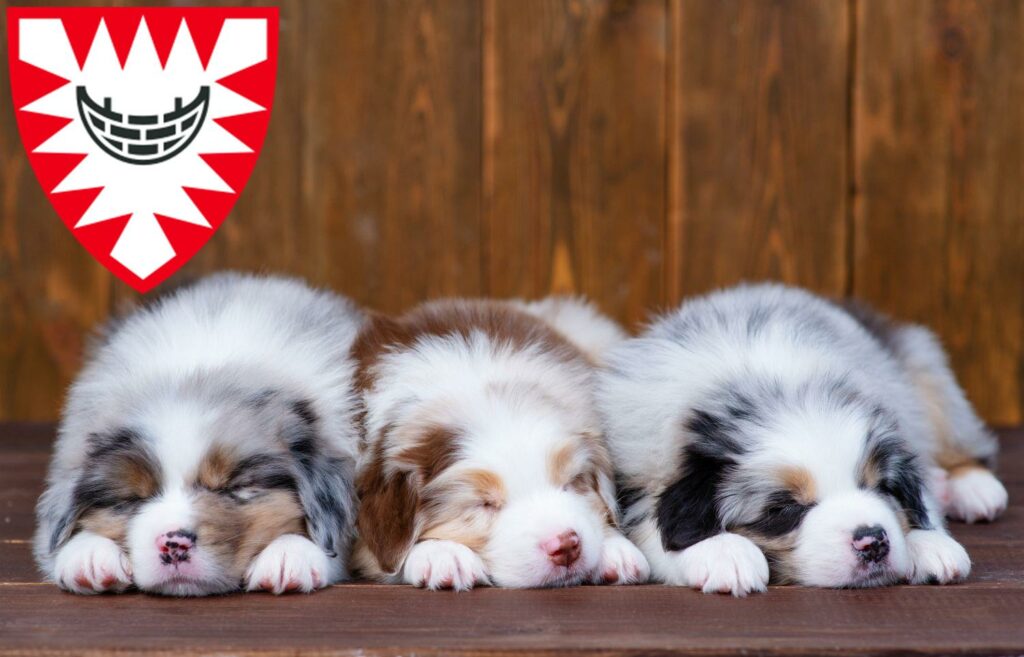 Australian Shepherd Züchter mit Welpen Kiel, Schleswig-Holstein