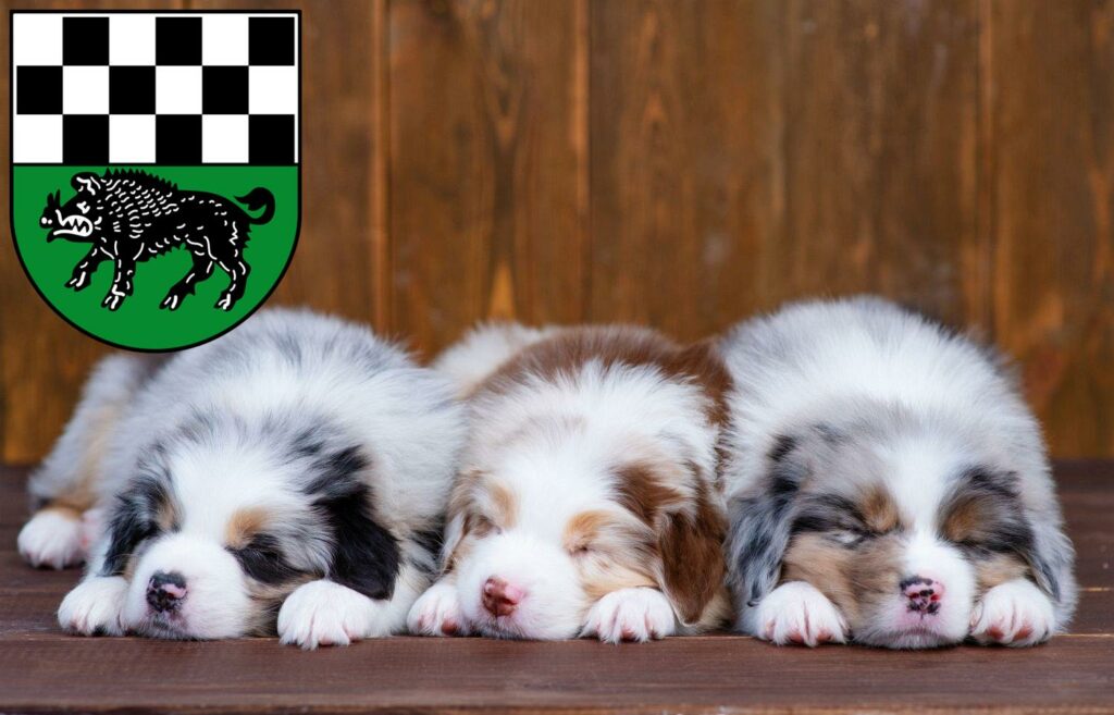 Australian Shepherd Züchter mit Welpen Kirchheimbolanden, Rheinland-Pfalz