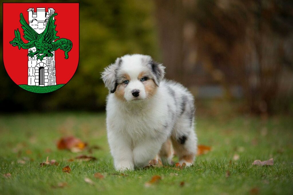 Australian Shepherd Züchter mit Welpen Klagenfurt, Österreich