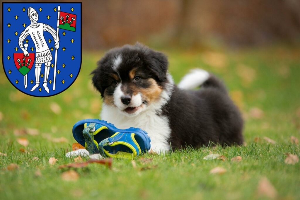 Australian Shepherd Züchter mit Welpen Lauterbach (Hessen), Hessen
