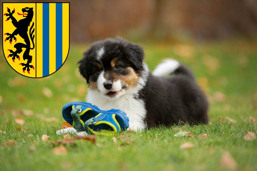 Australian Shepherd Züchter mit Welpen Leipzig, Sachsen