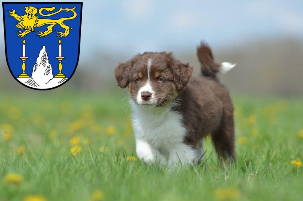 Australian Shepherd Züchter mit Welpen Lichtenfels (Oberfranken), Bayern