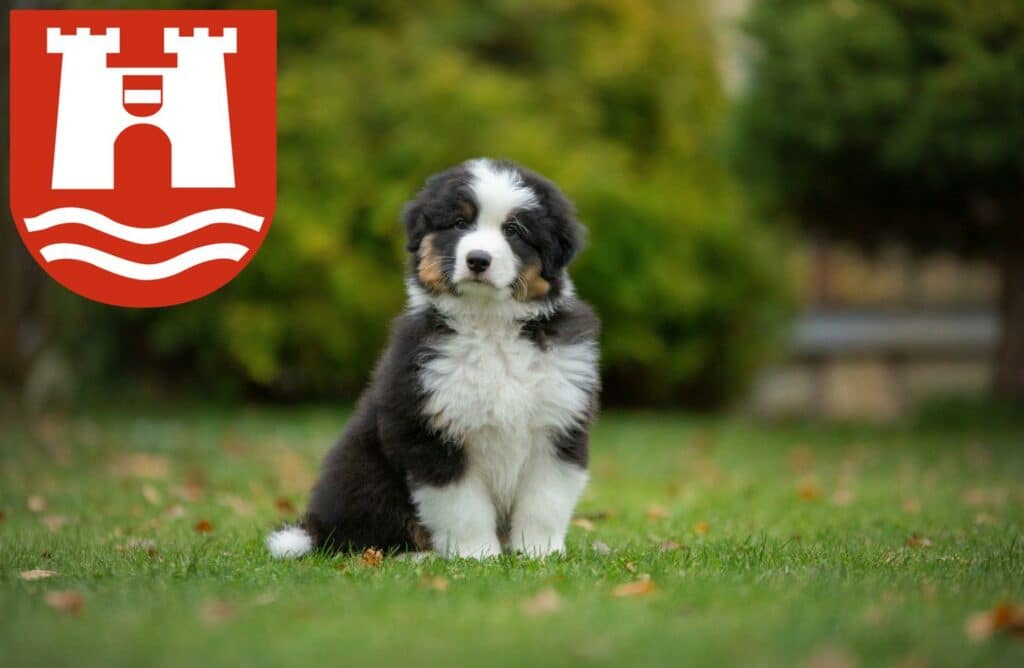Australian Shepherd Züchter mit Welpen Linz, Österreich