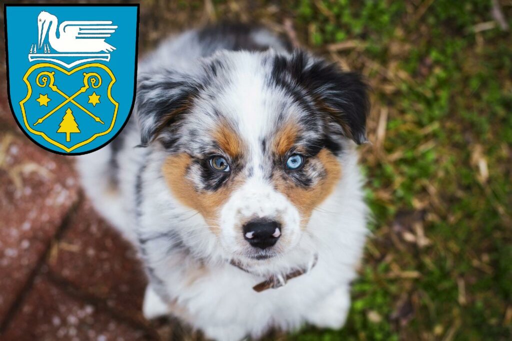 Australian Shepherd Züchter mit Welpen Luckenwalde, Brandenburg