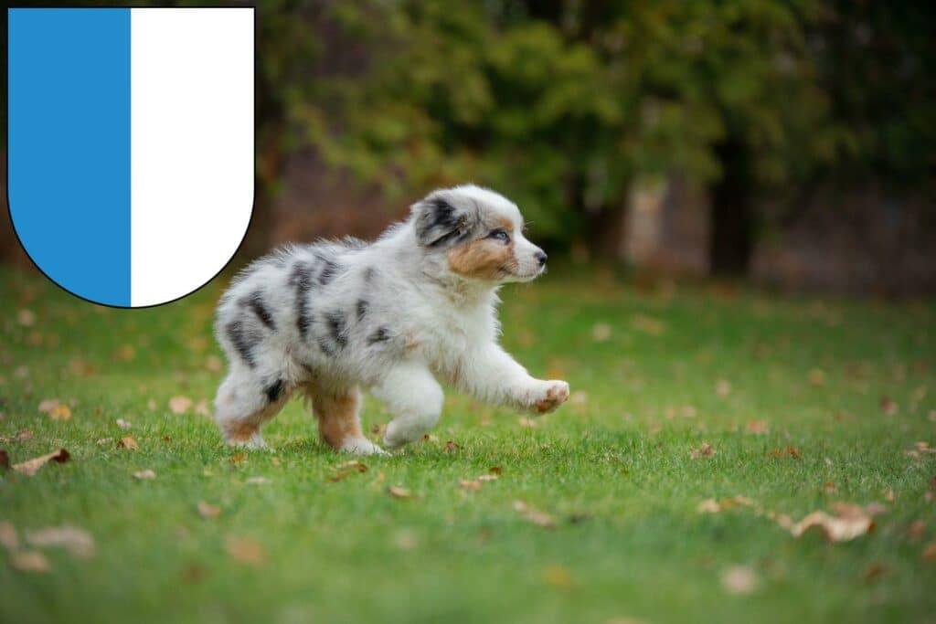 Australian Shepherd Züchter mit Welpen Luzern, Schweiz