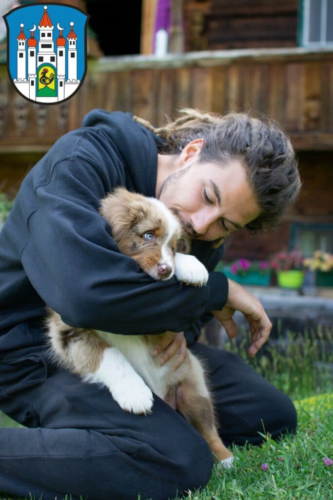 Australian Shepherd Züchter mit Welpen Meiningen, Thüringen