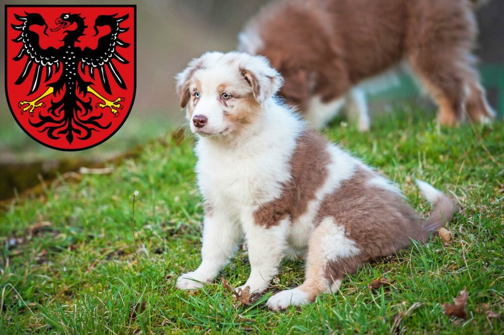 Australian Shepherd Züchter mit Welpen Neumarkt in der Oberpfalz, Bayern