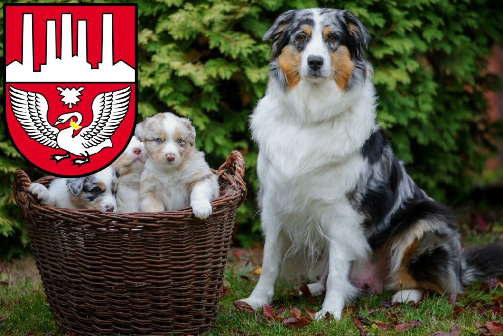 Australian Shepherd Züchter mit Welpen Neumünster, Schleswig-Holstein