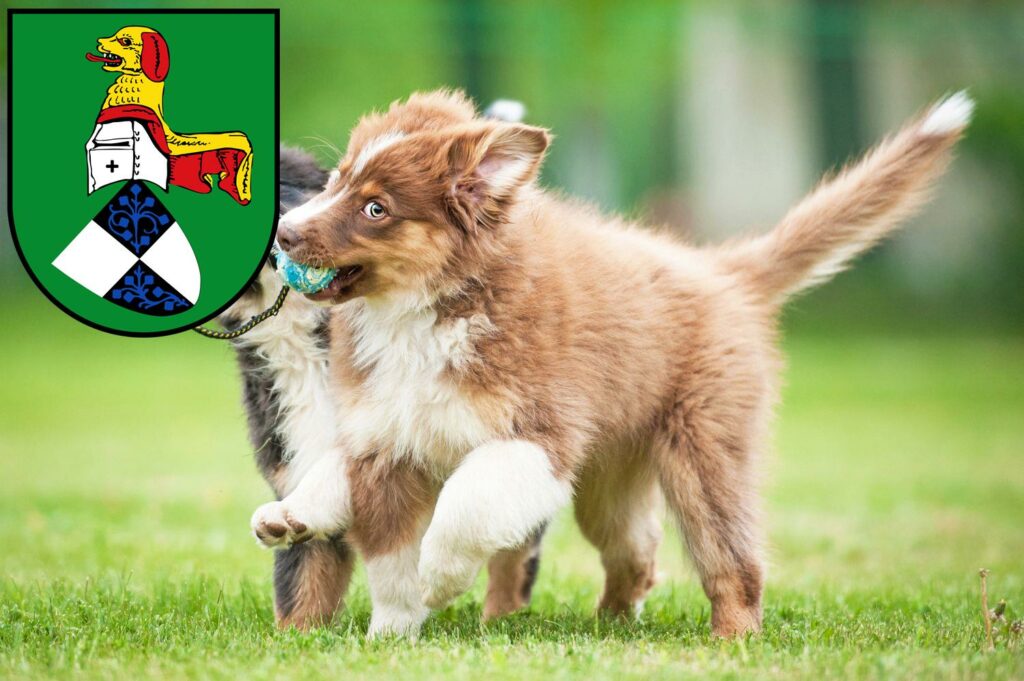 Australian Shepherd Züchter mit Welpen Neustadt an der Aisch, Bayern