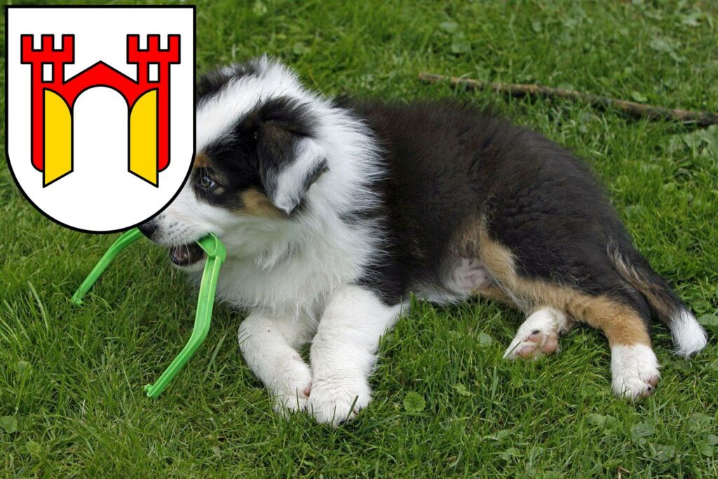 Australian Shepherd Züchter mit Welpen Offenburg, Baden-Württemberg