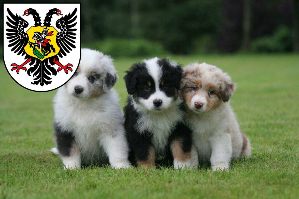 Australian Shepherd Züchter mit Welpen Ortenaukreis, Baden-Württemberg