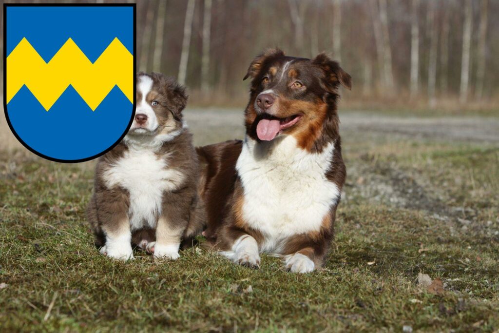 Australian Shepherd Züchter mit Welpen Pfaffenhofen an der Ilm, Bayern