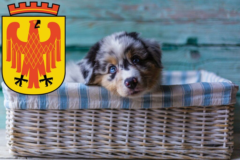 Australian Shepherd Züchter mit Welpen Potsdam, Brandenburg