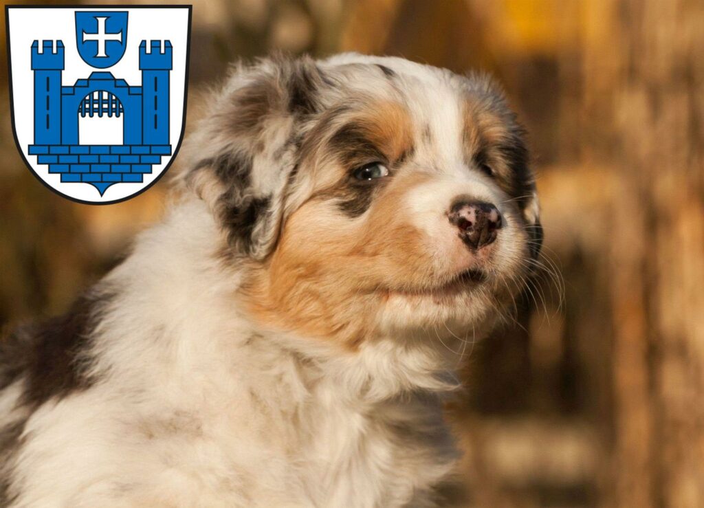 Australian Shepherd Züchter mit Welpen Ravensburg, Baden-Württemberg