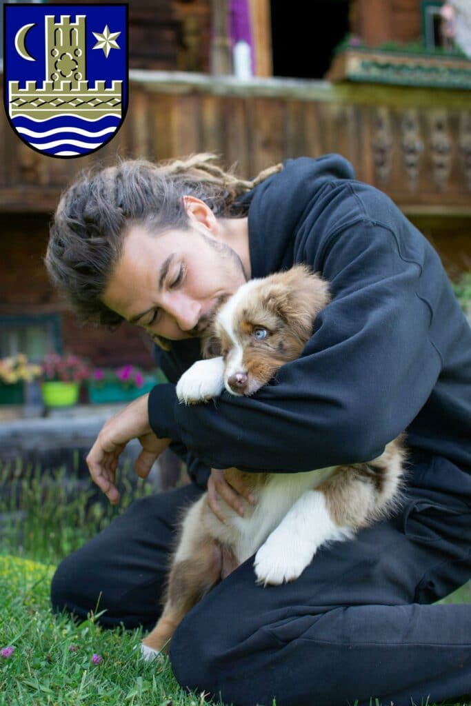 Australian Shepherd Züchter mit Welpen Schleswig, Schleswig-Holstein