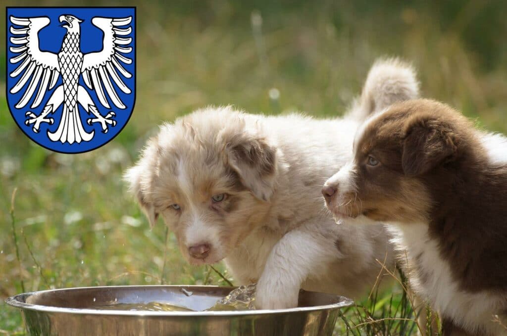 Australian Shepherd Züchter mit Welpen Schweinfurt, Bayern