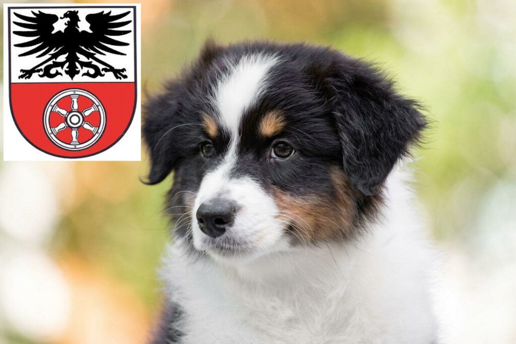 Australian Shepherd Züchter mit Welpen Sömmerda, Thüringen