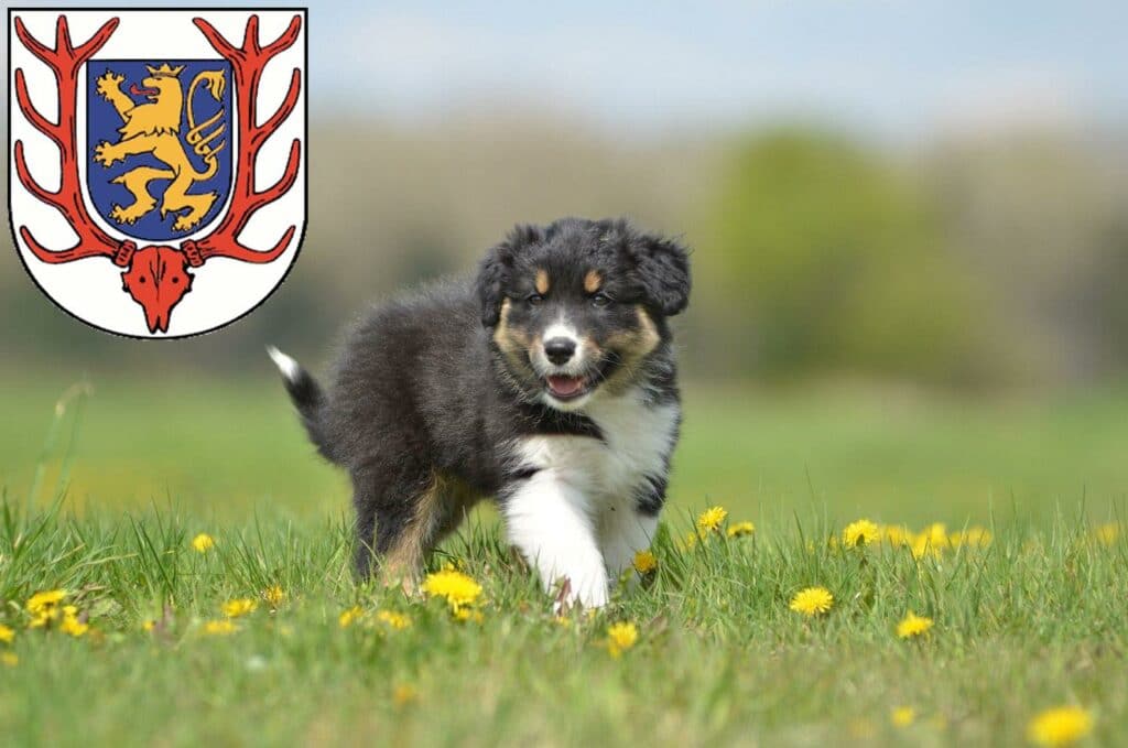 Australian Shepherd Züchter mit Welpen Sondershausen, Thüringen